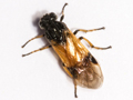 Arge cyanocrocea